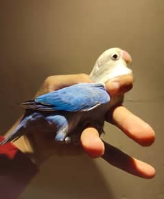 quality blue Opaline breeder jumbo size female