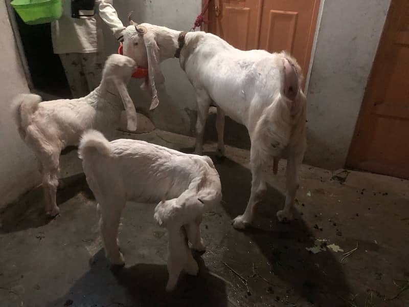 gulabi bakri with 2 babies 3