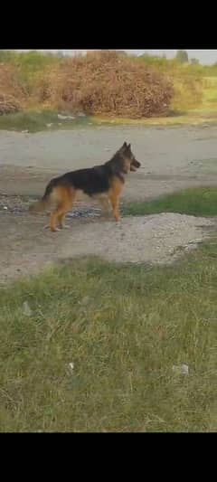 Belgium shepherd female only for security double coat  03109837617