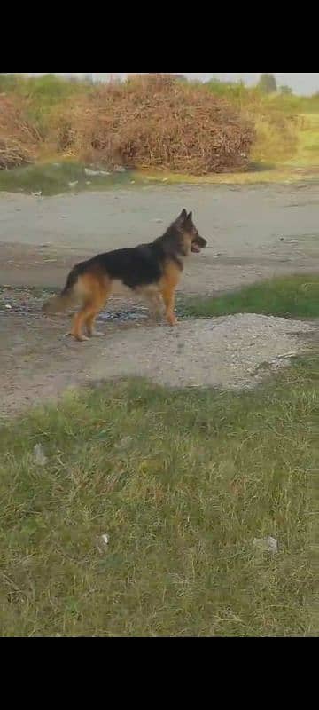 Belgium shepherd female only for security double coat  03109837617 0