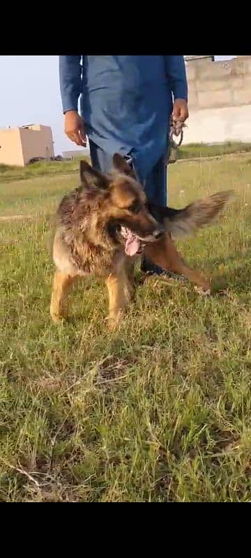 Belgium shepherd female only for security double coat  03109837617 1