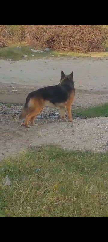 Belgium shepherd female only for security double coat  03109837617 2