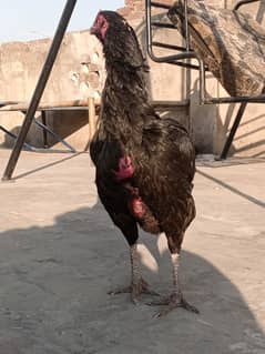 Kala Nawab Aseel bloodline for sale