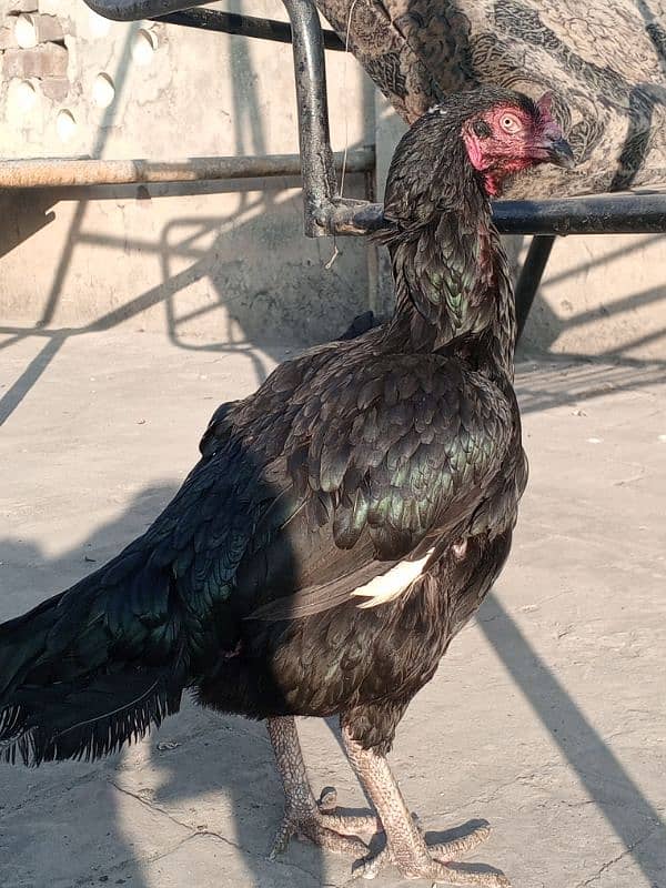 Kala Nawab Aseel bloodline for sale 3