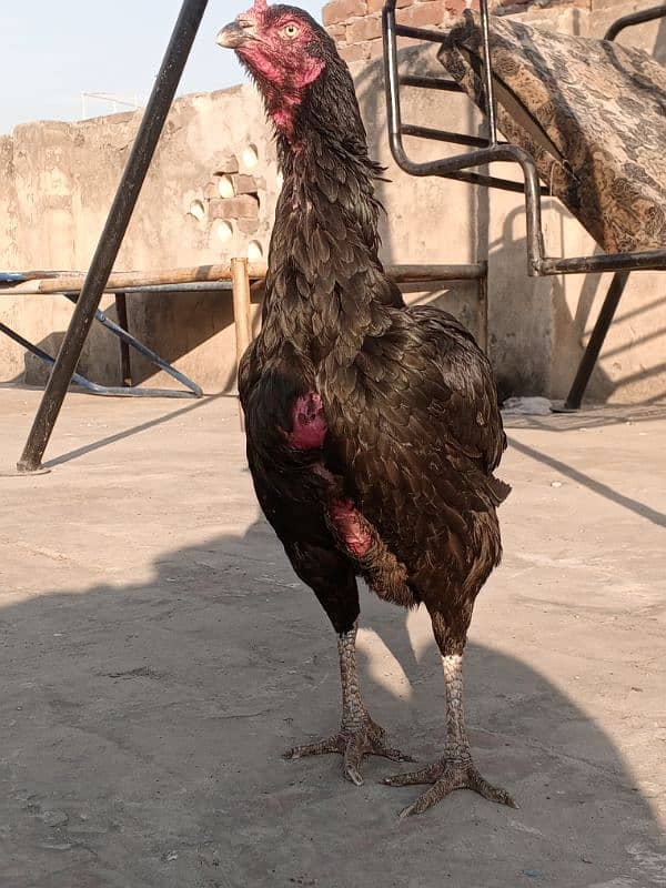 Kala Nawab Aseel bloodline for sale 5