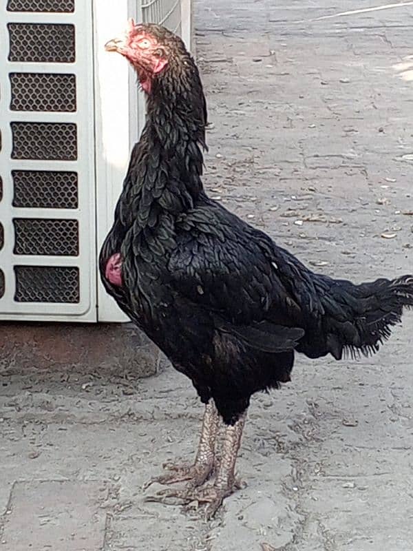 Kala Nawab Aseel bloodline for sale 6