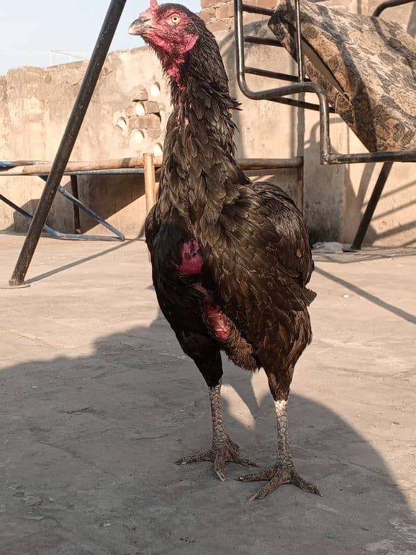 Kala Nawab Aseel bloodline for sale 7