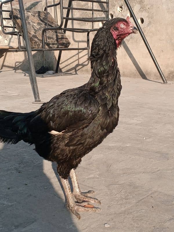 Kala Nawab Aseel bloodline for sale 8