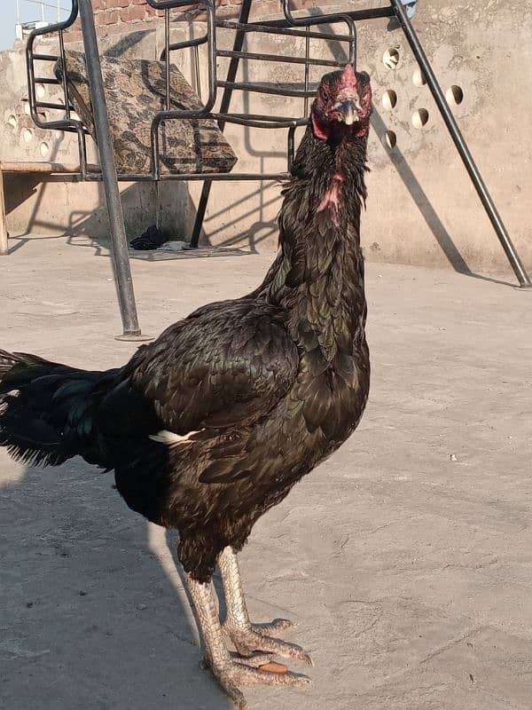 Kala Nawab Aseel bloodline for sale 10