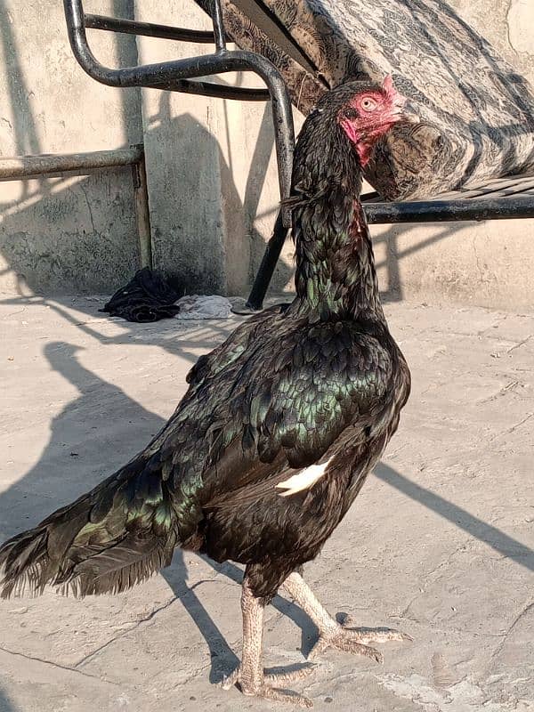 Kala Nawab Aseel bloodline for sale 14