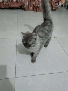 beautiful Persian cat urgent sell