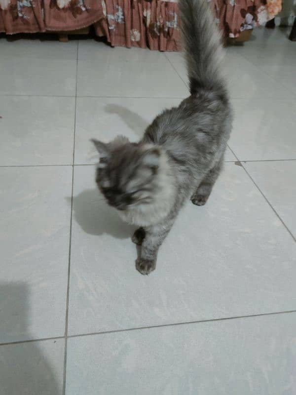 beautiful Persian cat urgent sell 0