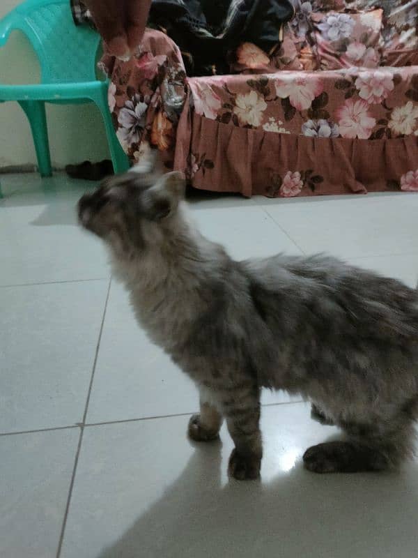 beautiful Persian cat urgent sell 1