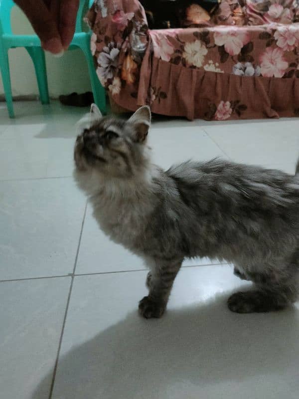 beautiful Persian cat urgent sell 2