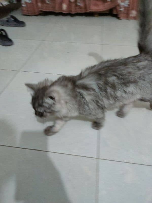 beautiful Persian cat urgent sell 3