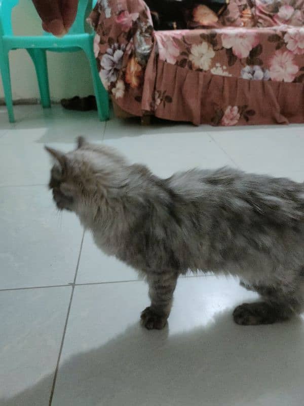 beautiful Persian cat urgent sell 4