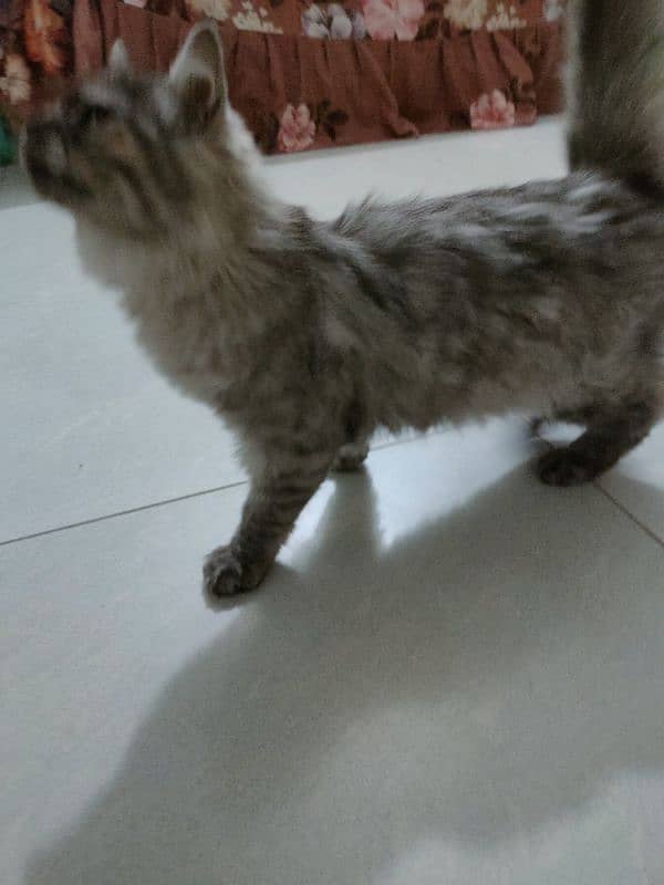 beautiful Persian cat urgent sell 6