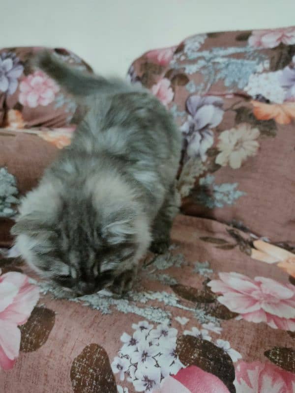 beautiful Persian cat urgent sell 7