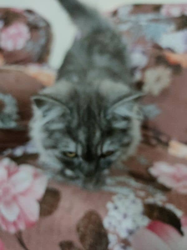 beautiful Persian cat urgent sell 8