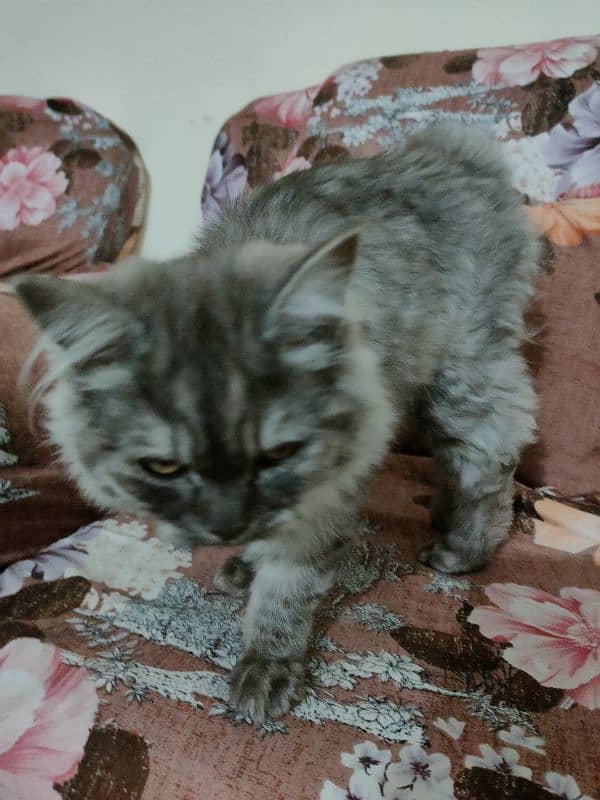 beautiful Persian cat urgent sell 9