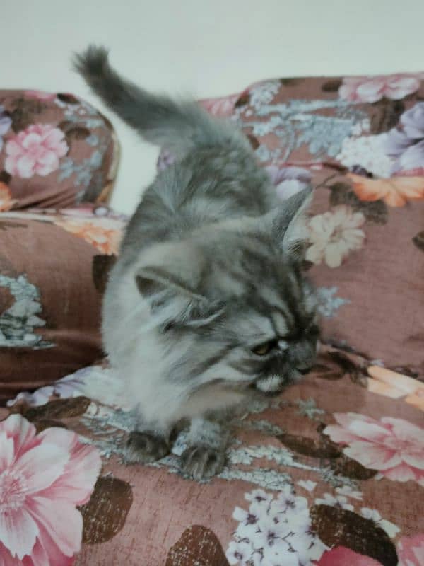 beautiful Persian cat urgent sell 10