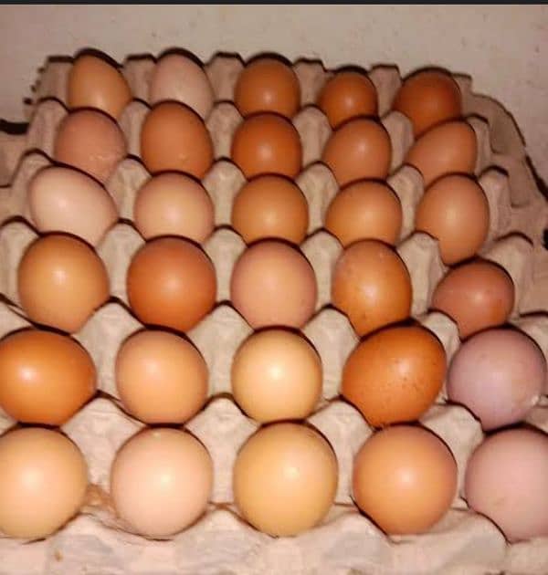 5 Lohman Brown Egg Laying Females for Sale 2