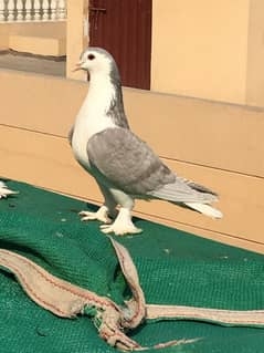 Silver Sherazi Male | Sharazi | Big Size | Peigon