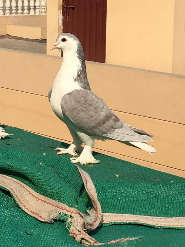 Silver Sherazi Male | Sharazi | Big Size | Peigon 0