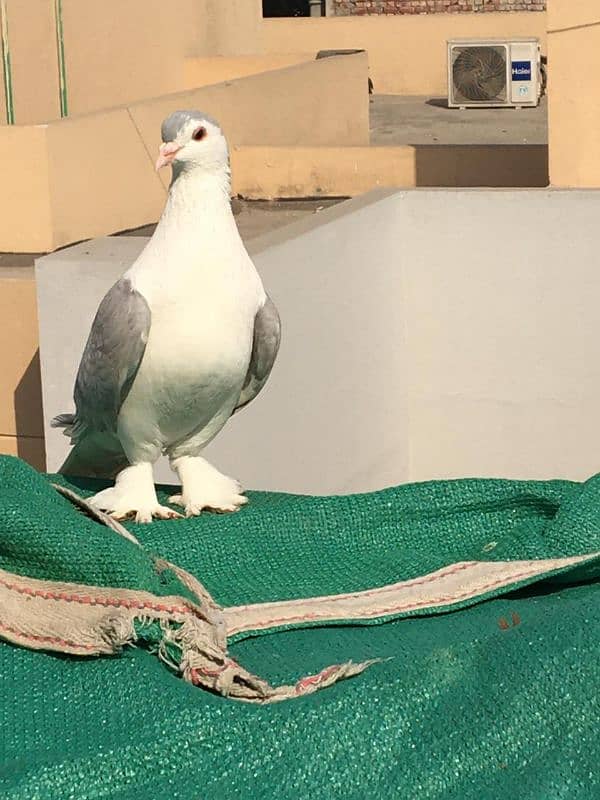 Silver Sherazi Male | Sharazi | Big Size | Peigon 7