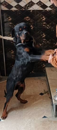 Rottweiller Male Show Quality