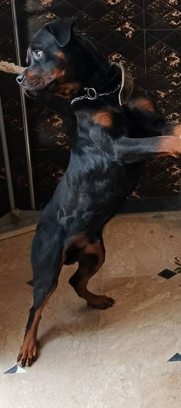 Rottweiller Male Show Quality 1