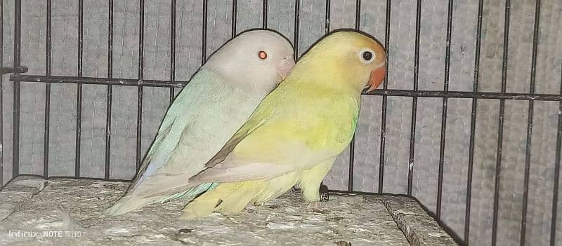 Albino parblue pastelino decino green opline breeder pair 3