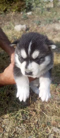 Siberian husky Male and Female