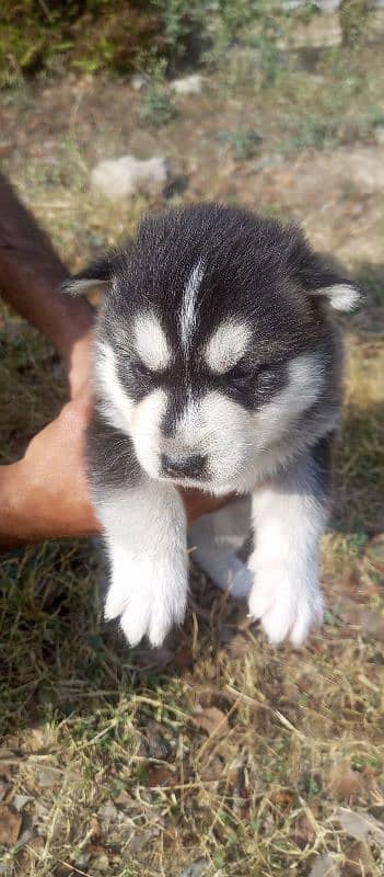 Siberian husky Male and Female 0