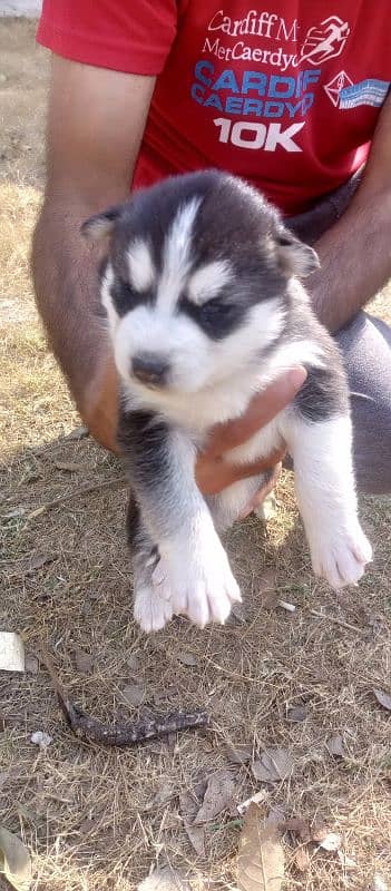 Siberian husky Male and Female 1