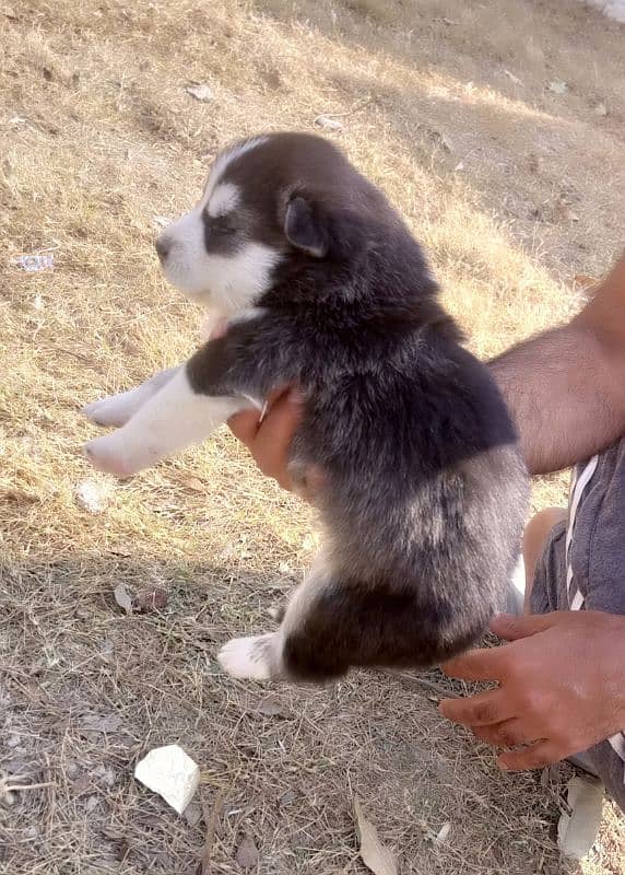 Siberian husky Male and Female 2