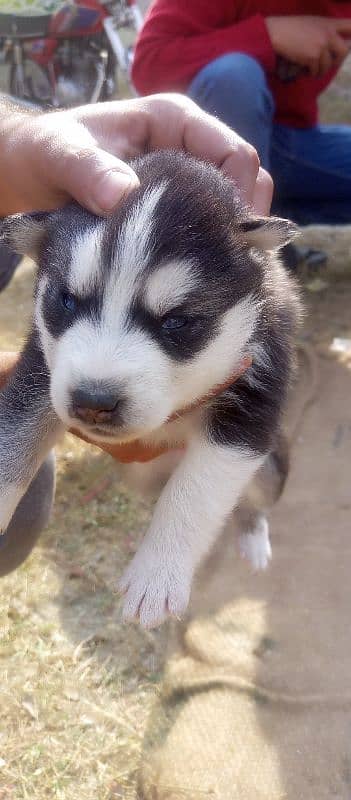 Siberian husky Male and Female 3