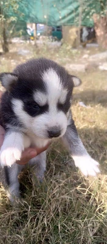 Siberian husky Male and Female 4