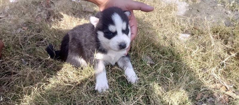 Siberian husky Male and Female 5