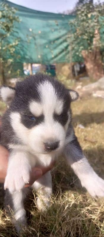 Siberian husky Male and Female 6