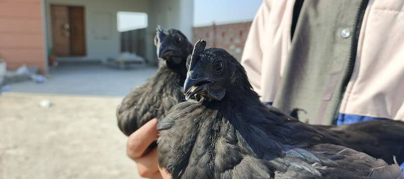 Ayam Cemani 0