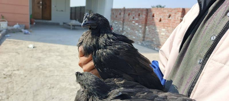 Ayam Cemani 1