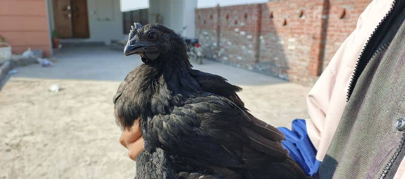 Ayam Cemani 2