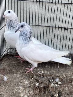 Sialkoti motio wale 4 breeder pair available for sale