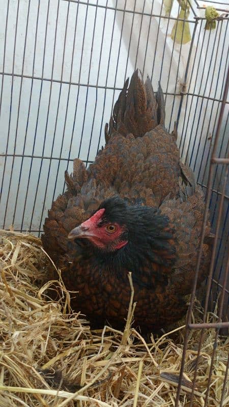 2 Aseel kurk madyia 1 asterlop murga available for sale 1