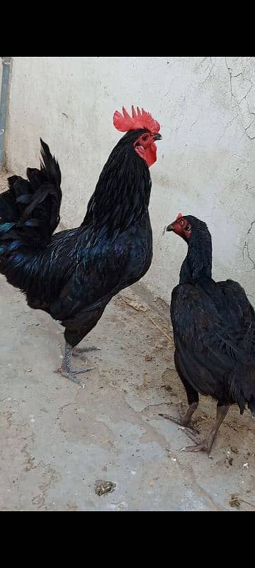 2 Aseel kurk madyia 1 asterlop murga available for sale 2