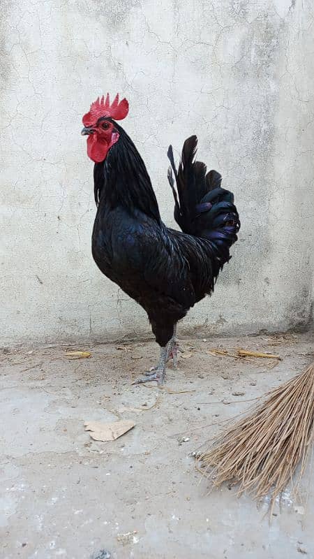 2 Aseel kurk madyia 1 asterlop murga available for sale 6