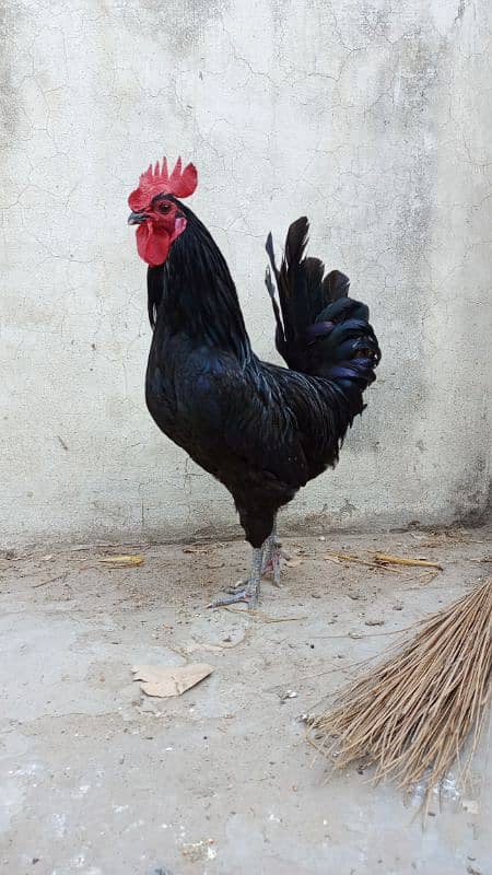 2 Aseel kurk madyia 1 asterlop murga available for sale 7