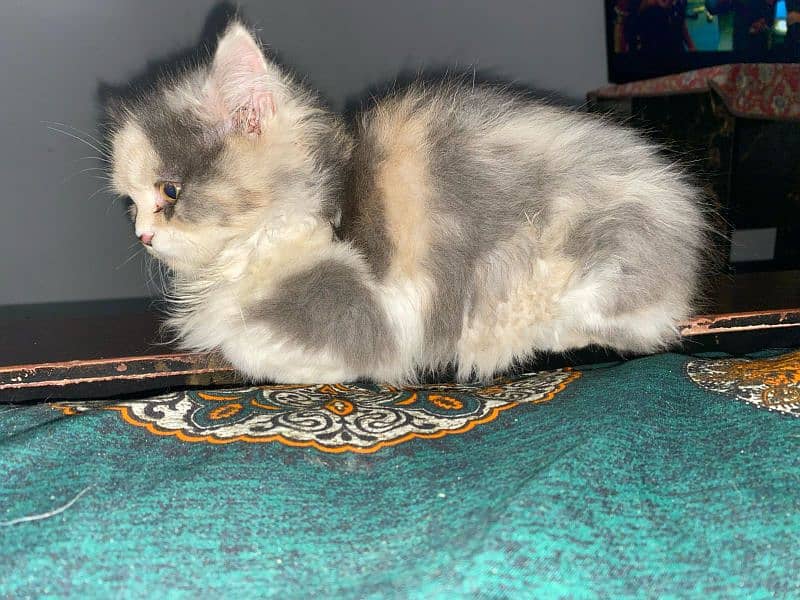 Persian Cat || Very beautiful and attractive || calico colour 2