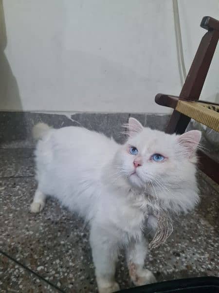 Male persian cat 0